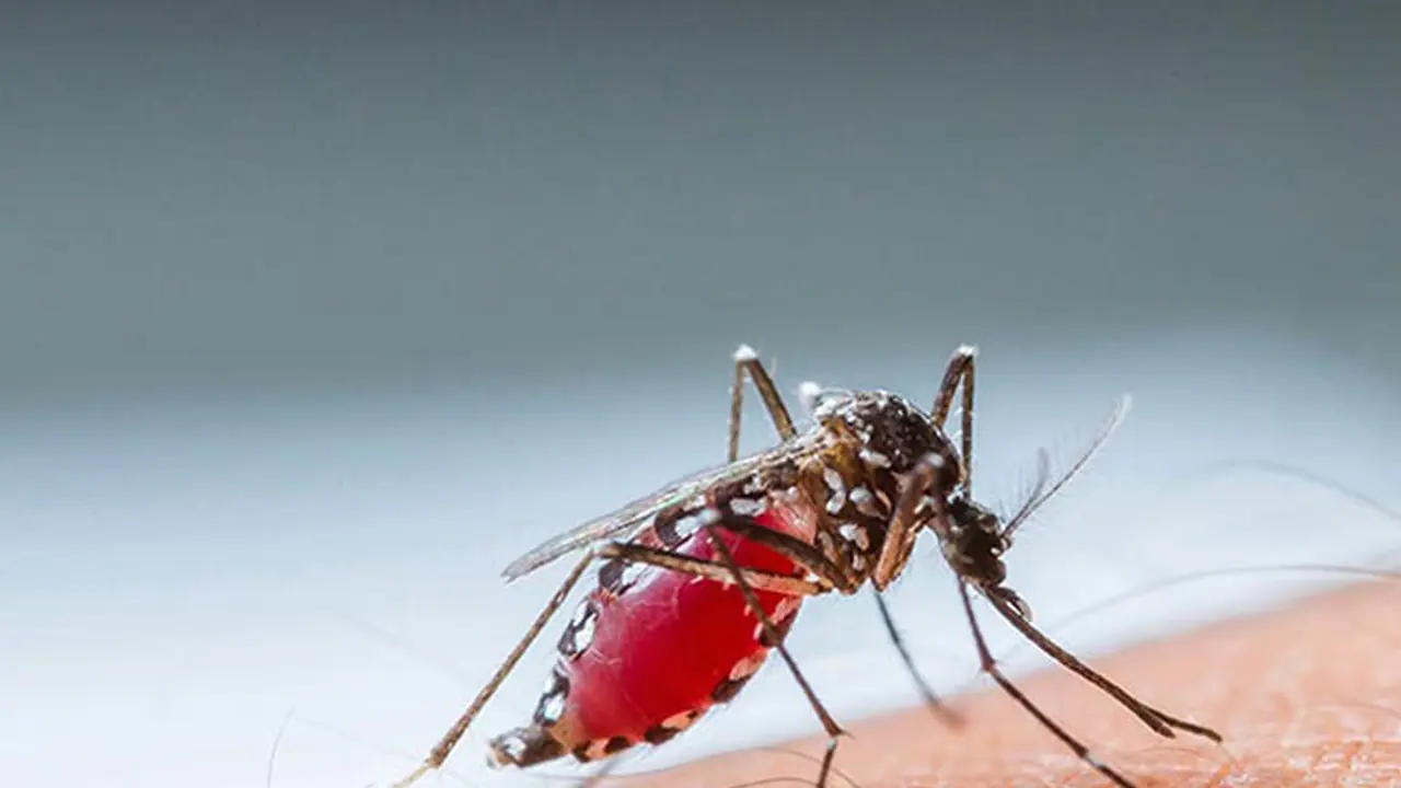 বর্ষায় বাড়ছে ডেঙ্গুর আশঙ্কা, সংক্রমণ রুখতে লিফলেটে প্রচার জোরকদমে কাজ শুরু বিধাননগরে বর্ষায় বাড়ছে ডেঙ্গুর আশঙ্কা, সংক্রমণ রুখতে লিফলেটে প্রচার জোরকদমে কাজ শুরু বিধাননগরে