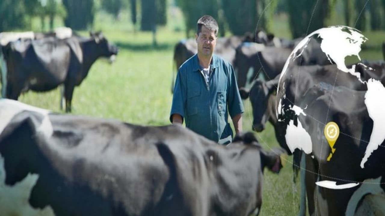 ஒன்றரை லட்சம் பசுக்களை கொல்லப் போறாங்களாம் !! எங்கு ? எதற்கு தெரியுமா ? ஒன்றரை லட்சம் பசுக்களை கொல்லப் போறாங்களாம் !! எங்கு ? எதற்கு தெரியுமா ?