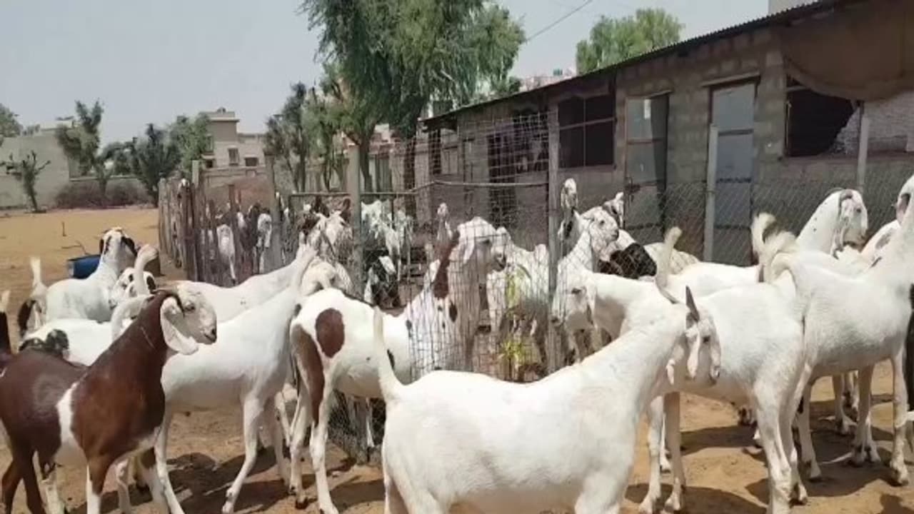 வெள்ளாடு வளர்ப்பு: இறைச்சி உற்பத்திக்கு எப்படிப்பட்ட தீவனத்தை அளித்தல் நல்லது... வெள்ளாடு வளர்ப்பு: இறைச்சி உற்பத்திக்கு எப்படிப்பட்ட தீவனத்தை அளித்தல் நல்லது...