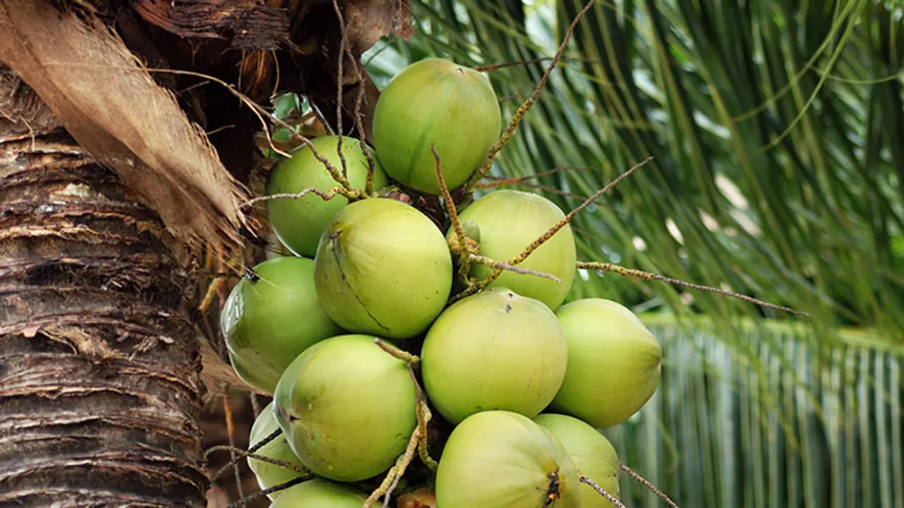 Malls, multiplexes to sell tender coconuts soon in Karnataka