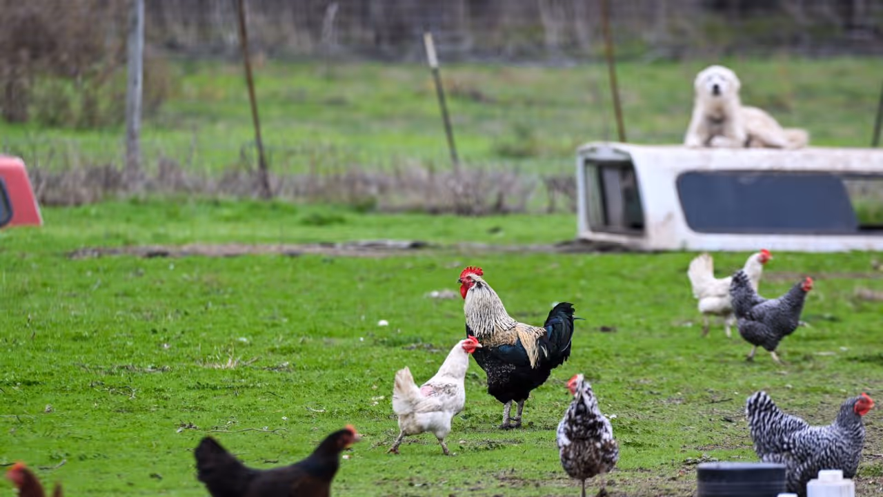 Traws Pharma Stock Hits 6 Month Highs On Bird Flu Treatment Breakthrough, Retail Interest Soars Traws Pharma Stock Hits 6 Month Highs On Bird Flu Treatment Breakthrough, Retail Interest Soars