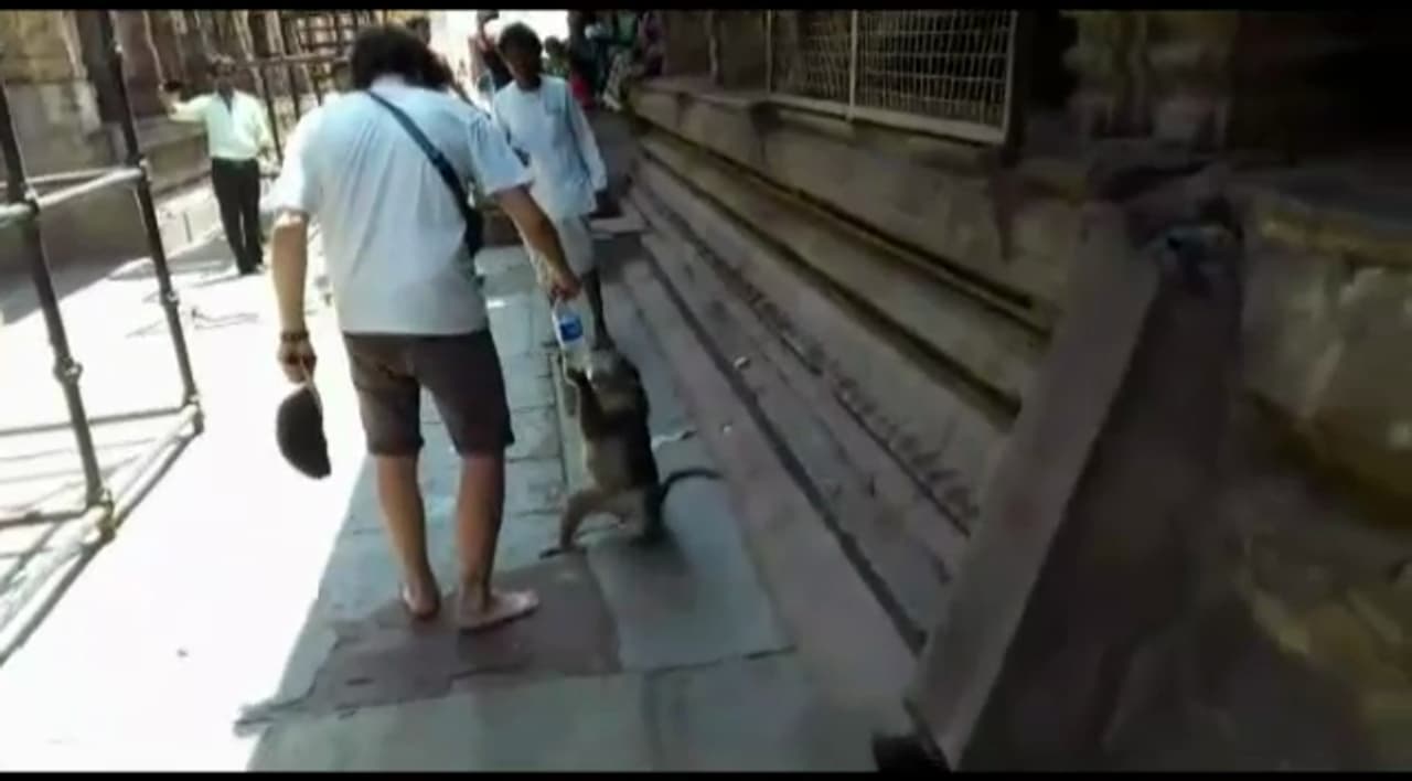 ಹಂಪಿಯಲ್ಲಿ ಹನಿ ನೀರಿಗೂ ಅಭಾವ; ನೀರಿಗಾಗಿ ಮೂಕಪ್ರಾಣಿಗಳ ಪರದಾಟ ಹಂಪಿಯಲ್ಲಿ ಹನಿ ನೀರಿಗೂ ಅಭಾವ; ನೀರಿಗಾಗಿ ಮೂಕಪ್ರಾಣಿಗಳ ಪರದಾಟ