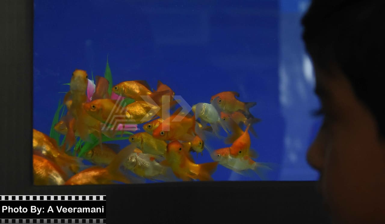 'ಮತ್ಸ್ಯ ಮೇಳ'ದಲ್ಲಿ ಸಾಗರ ಲೋಕ ಅನಾವರಣ 'ಮತ್ಸ್ಯ ಮೇಳ'ದಲ್ಲಿ ಸಾಗರ ಲೋಕ ಅನಾವರಣ