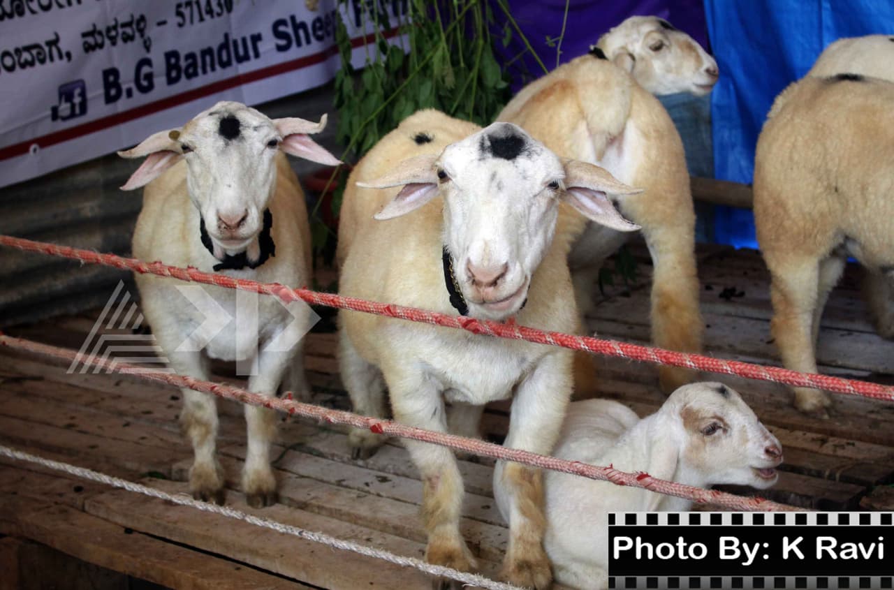 ಕ್ಯಾಮೆರಾ ಕಣ್ಣಿನಲ್ಲಿ ಕೃಷಿ ಮೇಳ ಕ್ಯಾಮೆರಾ ಕಣ್ಣಿನಲ್ಲಿ ಕೃಷಿ ಮೇಳ