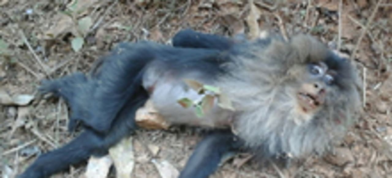 ವಿದ್ಯುತ್ ತಗುಲಿ ಅಳಿವಿನಂಚಿನಲ್ಲಿರುವ ಸಿಂಗಳಿಕ ಸಾವು ವಿದ್ಯುತ್ ತಗುಲಿ ಅಳಿವಿನಂಚಿನಲ್ಲಿರುವ ಸಿಂಗಳಿಕ ಸಾವು