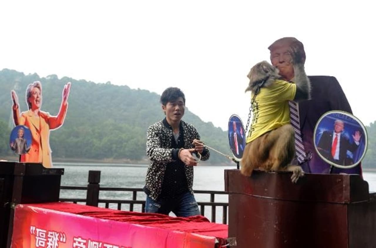 Animals more popular than Hillary and Trump combined Animals more popular than Hillary and Trump combined