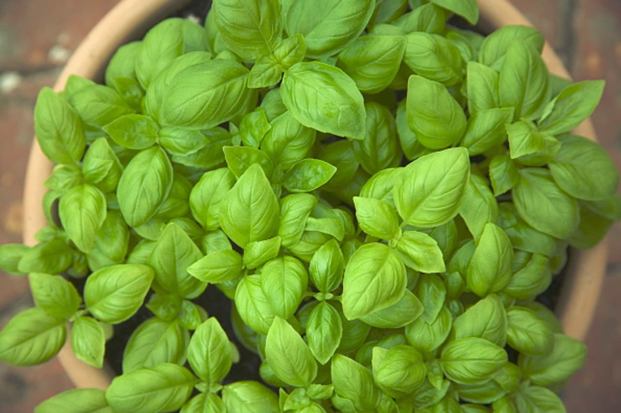 <p>ಈ ತುಳಸಿಯ ಹೆಸರು ಸ್ಟೀವಿಯಾ, ಇದು ಆರೋಗ್ಯಕ್ಕೆ ಅಷ್ಟೇ ಉಪಯುಕ್ತ. ಸಿಹಿ ತುಳಸಿ ತುಂಬಾ ದುಬಾರಿಯಾಗಿದ್ದು, ಅನೇಕ ಗಂಭೀರ ಕಾಯಿಲೆಗಳಿಗೆ ಇದನ್ನು ಸೇವಿಸಲಾಗುತ್ತದೆ. ಅಷ್ಟೇ ಅಲ್ಲ, ಇದರ ಬಳಕೆಯಿಂದ ದೇಹ ಬಲಗೊಳ್ಳುತ್ತದೆ ಮತ್ತು ರೋಗ ನಿರೋಧಕ ಶಕ್ತಿ ಹೆಚ್ಚುತ್ತದೆ.<br /> </p> <p>ಈ ತುಳಸಿಯ ಹೆಸರು ಸ್ಟೀವಿಯಾ, ಇದು ಆರೋಗ್ಯಕ್ಕೆ ಅಷ್ಟೇ ಉಪಯುಕ್ತ. ಸಿಹಿ ತುಳಸಿ ತುಂಬಾ ದುಬಾರಿಯಾಗಿದ್ದು, ಅನೇಕ ಗಂಭೀರ ಕಾಯಿಲೆಗಳಿಗೆ ಇದನ್ನು ಸೇವಿಸಲಾಗುತ್ತದೆ. ಅಷ್ಟೇ ಅಲ್ಲ, ಇದರ ಬಳಕೆಯಿಂದ ದೇಹ ಬಲಗೊಳ್ಳುತ್ತದೆ ಮತ್ತು ರೋಗ ನಿರೋಧಕ ಶಕ್ತಿ ಹೆಚ್ಚುತ್ತದೆ.<br /> </p>