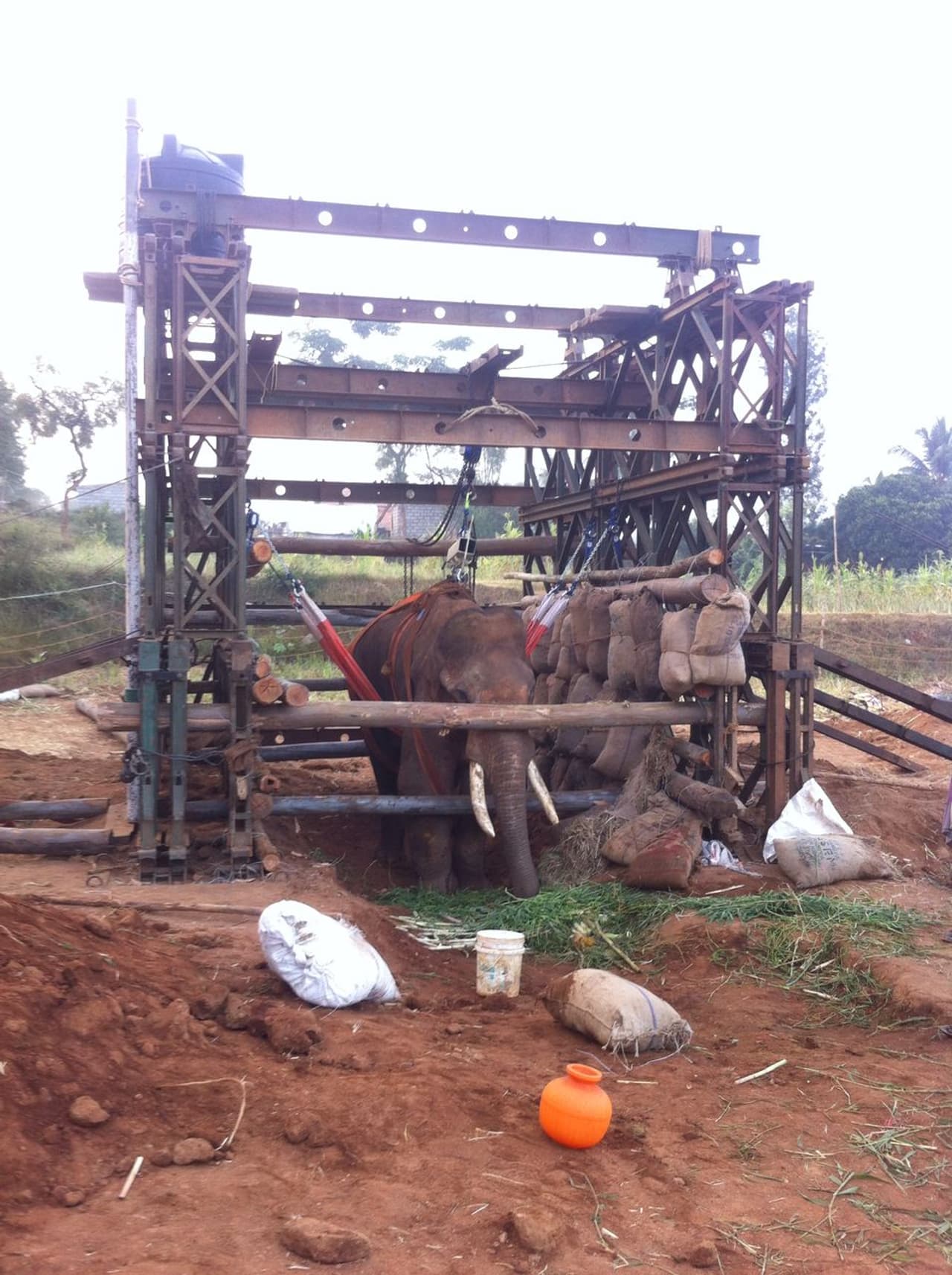 Watch how Indian army rushed into to help a wild elephant Watch how Indian army rushed into to help a wild elephant
