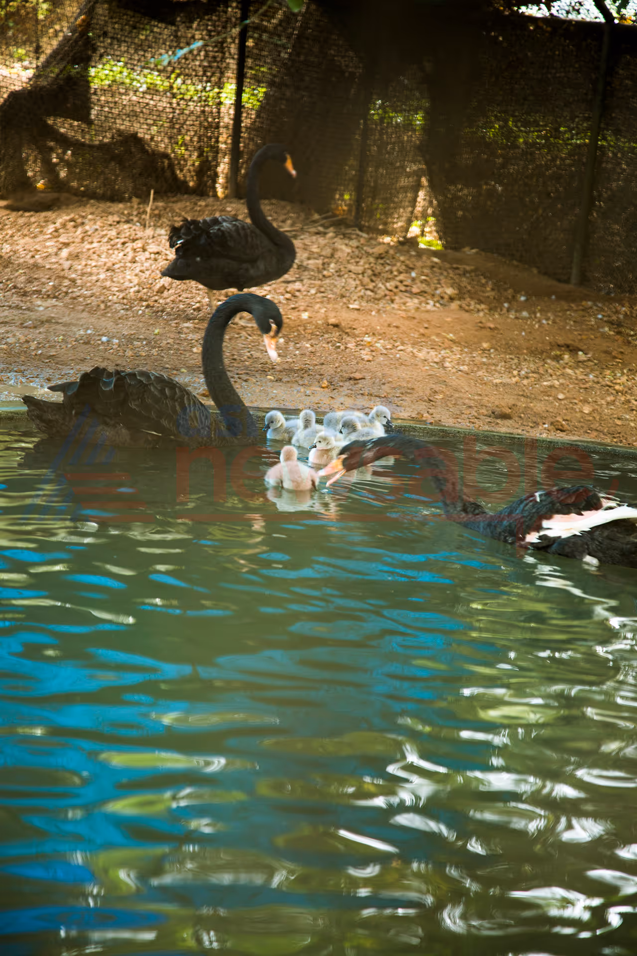 Black swan cygnets hatch at Thiruvananthapuram zoo Black swan cygnets hatch at Thiruvananthapuram zoo