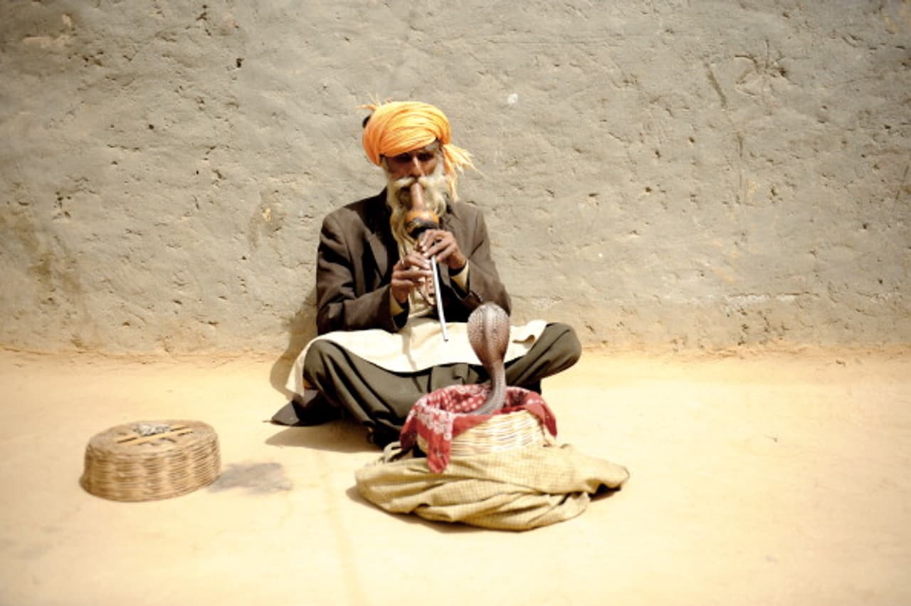 In pics: Snake charmers of India In pics: Snake charmers of India