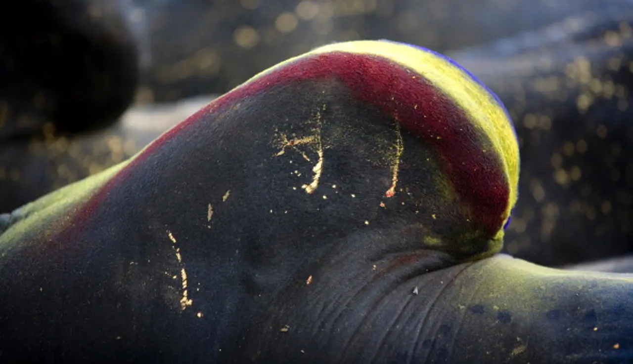 Jallikattu protests: Tamil Nadu rises for bullish pride Jallikattu protests: Tamil Nadu rises for bullish pride