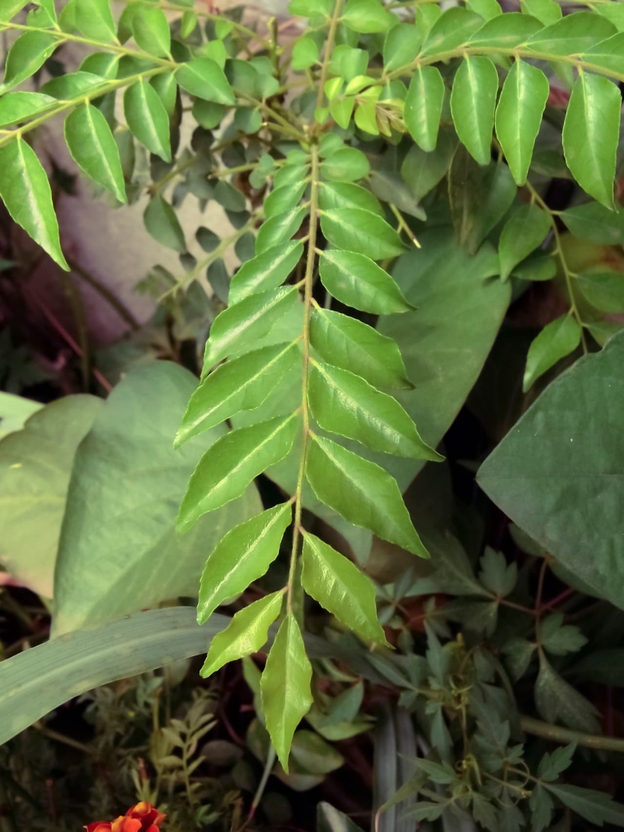 5 Indian superfoods and their health benefits 5 Indian superfoods and their health benefits