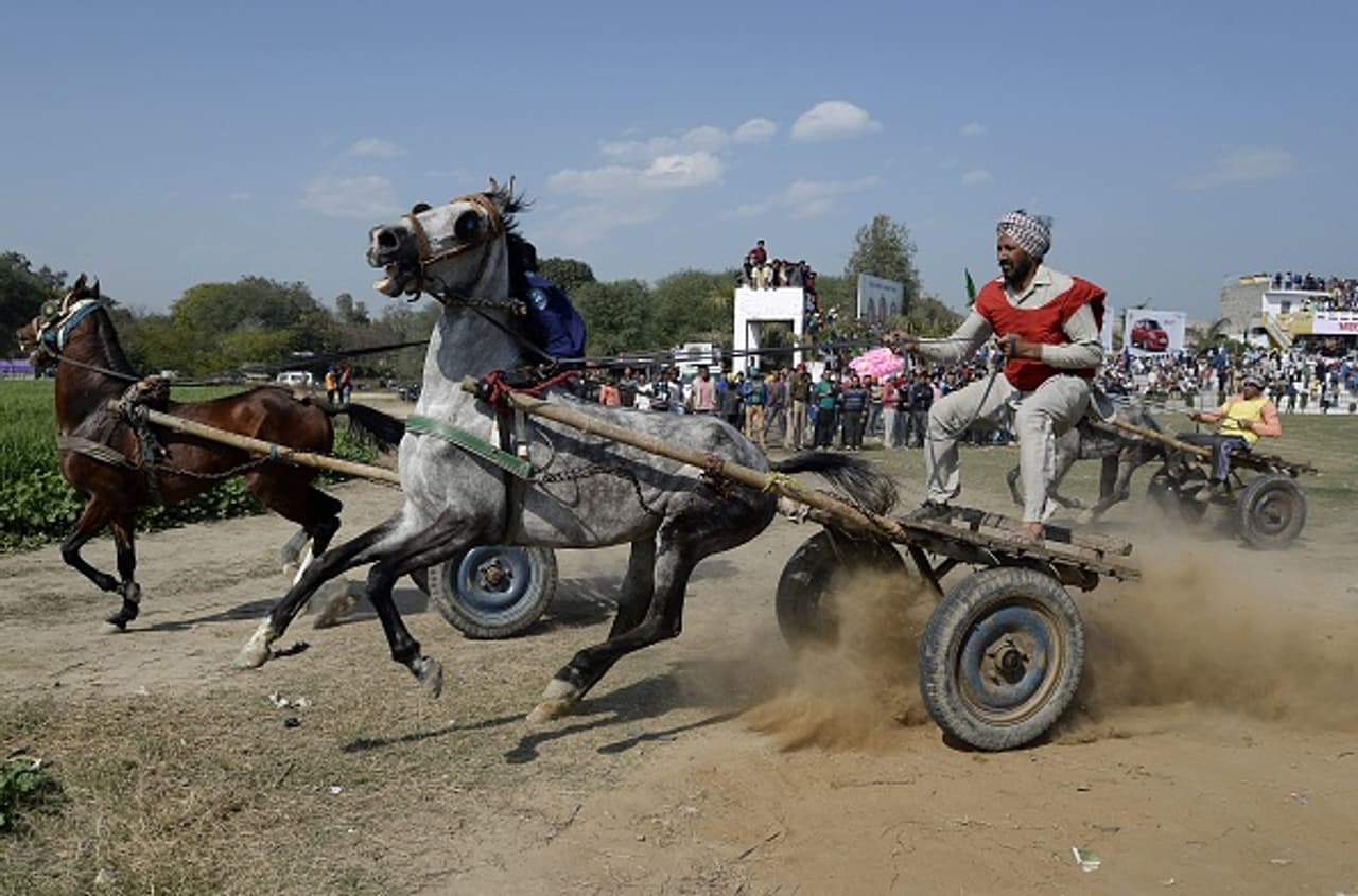 India's rural Olympics has 70 year olds, disabled, bulls India's rural Olympics has 70 year olds, disabled, bulls