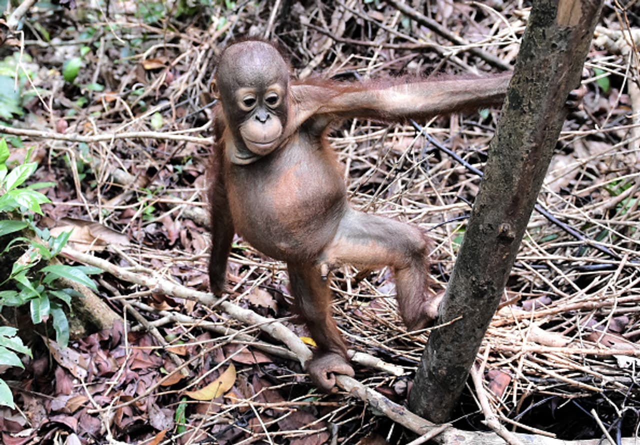 Deforestation has made the life of Orangutans difficult