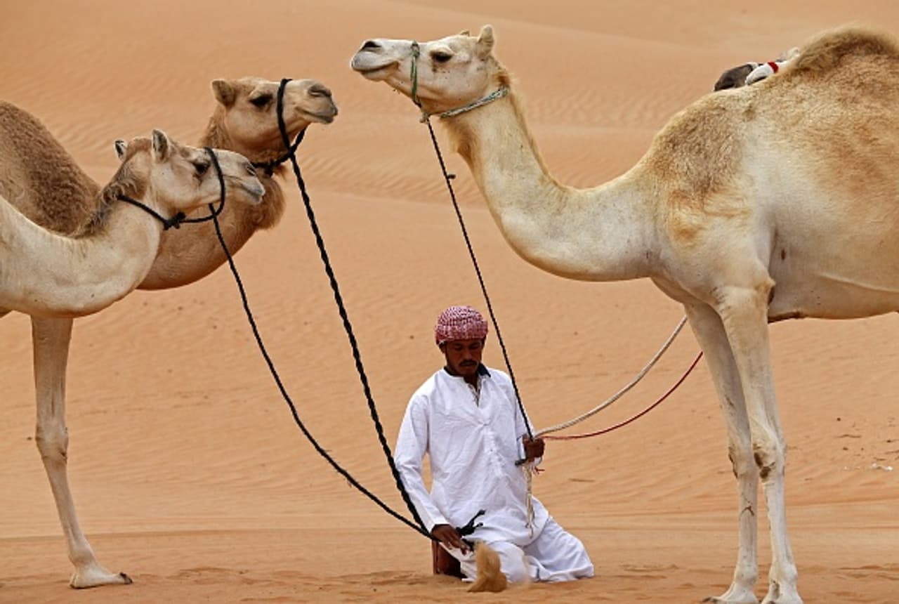Emirati travels with his camels across the Hameem desert Emirati travels with his camels across the Hameem desert