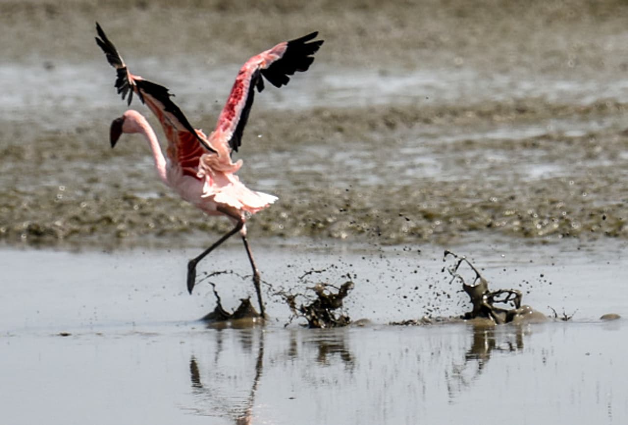(In pics) When Flamingos 'span their wings' in Mumbai sky