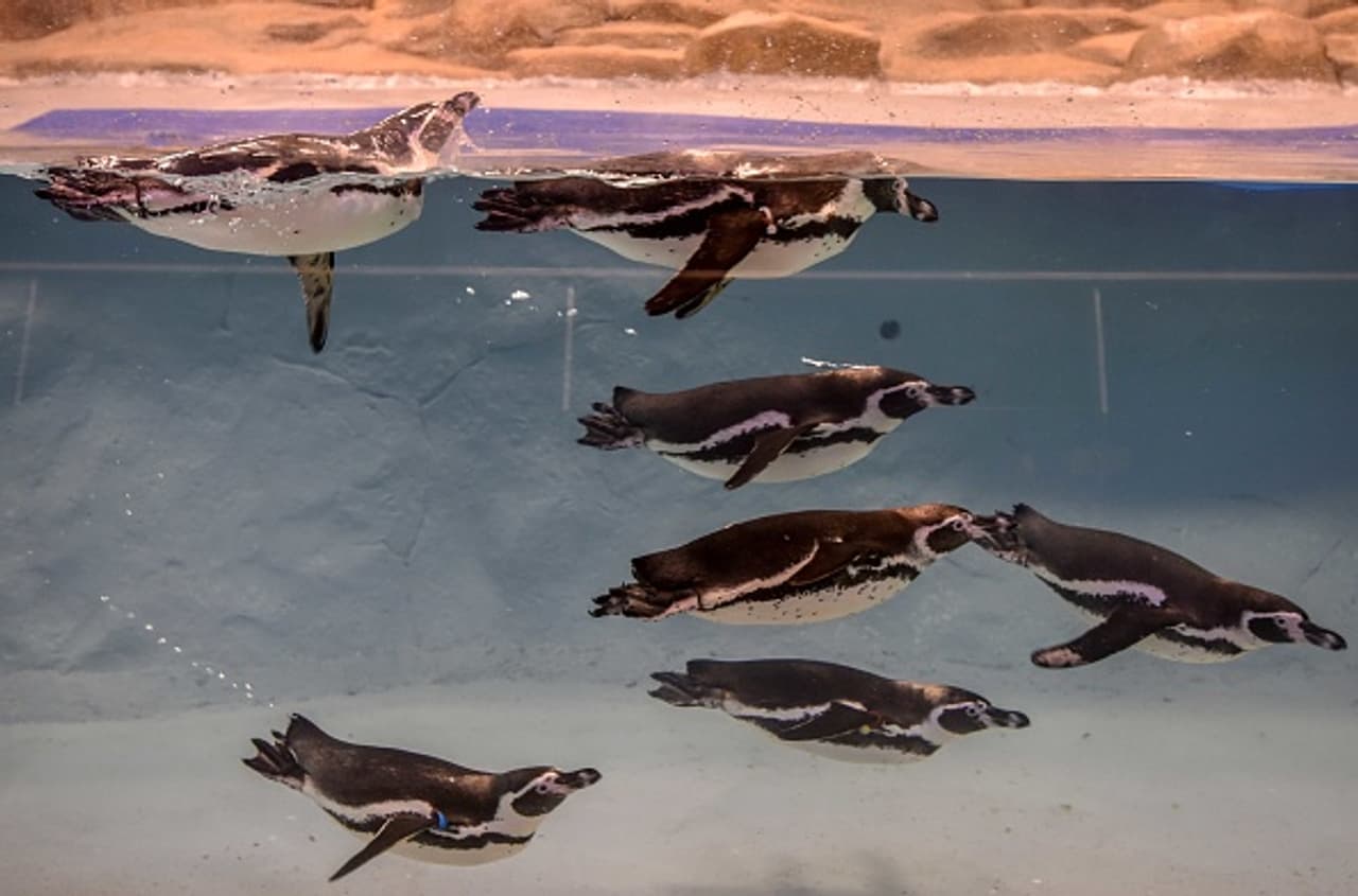 In pics: Humboldt Penguin enclosure opens at Byculla Zoo In pics: Humboldt Penguin enclosure opens at Byculla Zoo