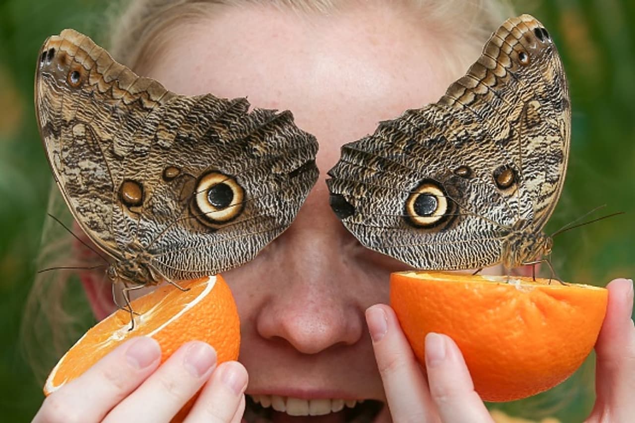 Sensational Butterflies at London's Natural History Museum Sensational Butterflies at London's Natural History Museum