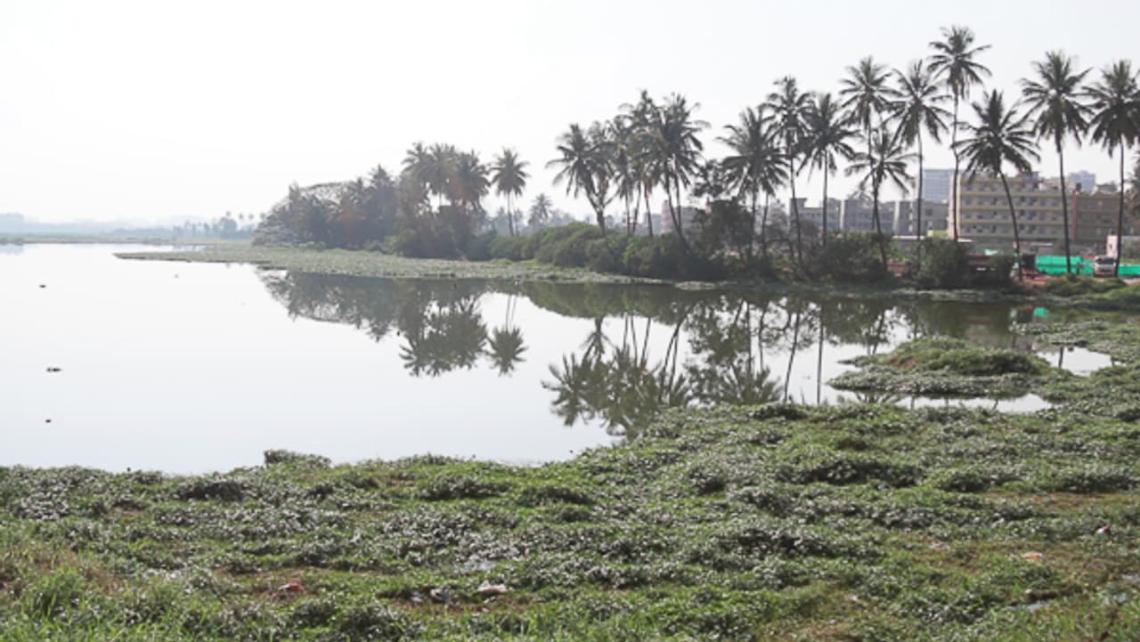 In pics: This is how we killed Varthur Lake with our greed In pics: This is how we killed Varthur Lake with our greed