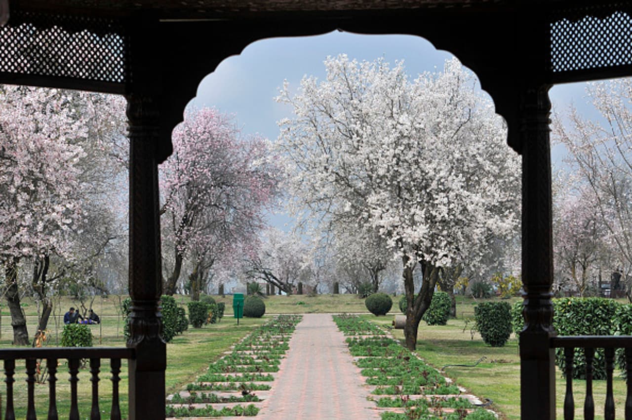 In pics: Spring in Kashmir In pics: Spring in Kashmir