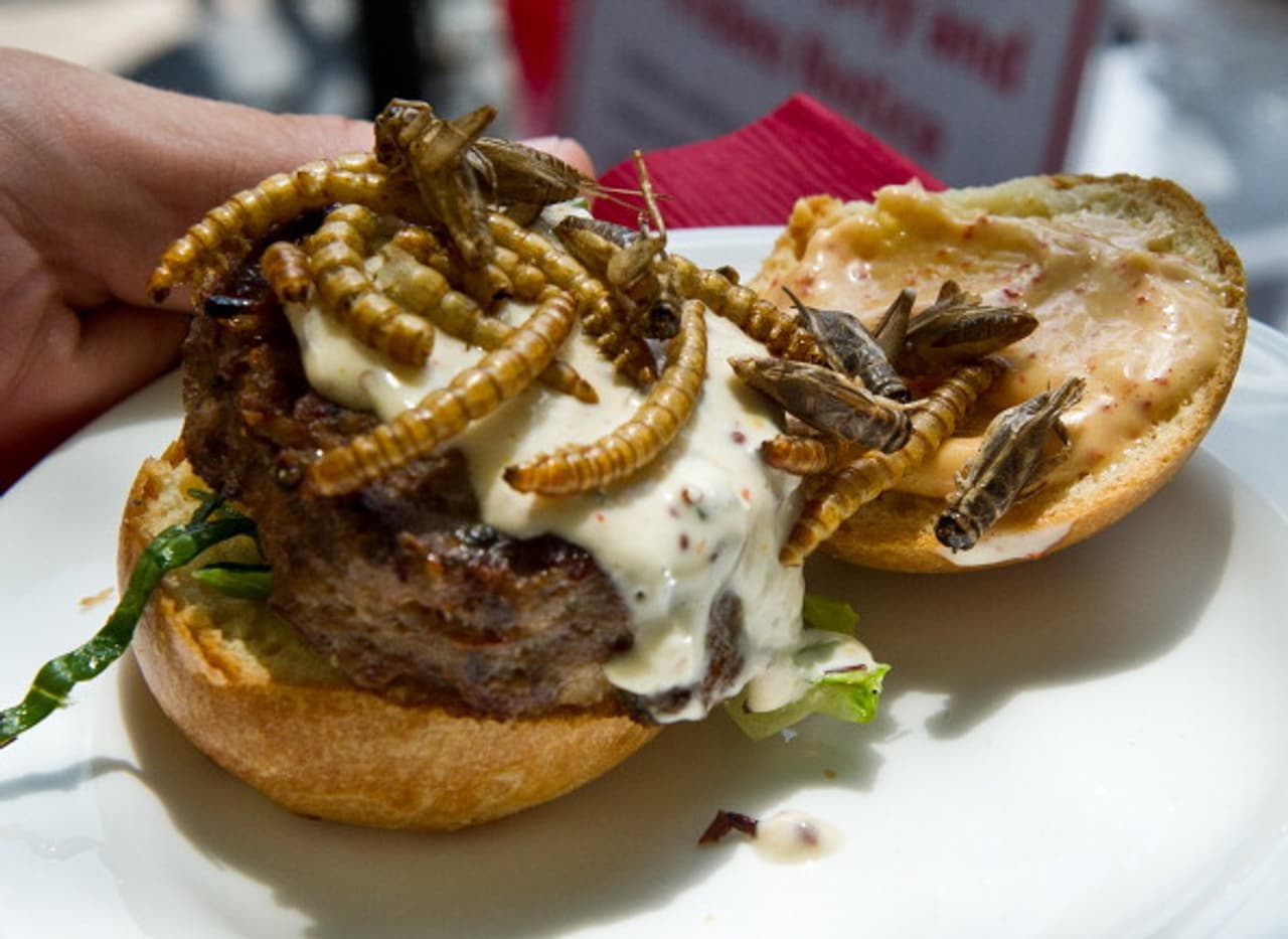 Insects They are what they are for dinner Insects They are what they are for dinner