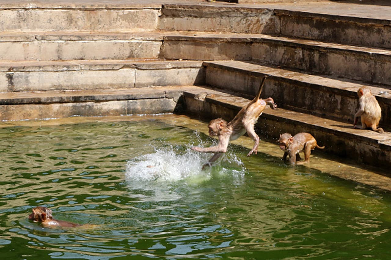 Monkeying around (in pics): Macaques in Galta ji Temple Monkeying around (in pics): Macaques in Galta ji Temple