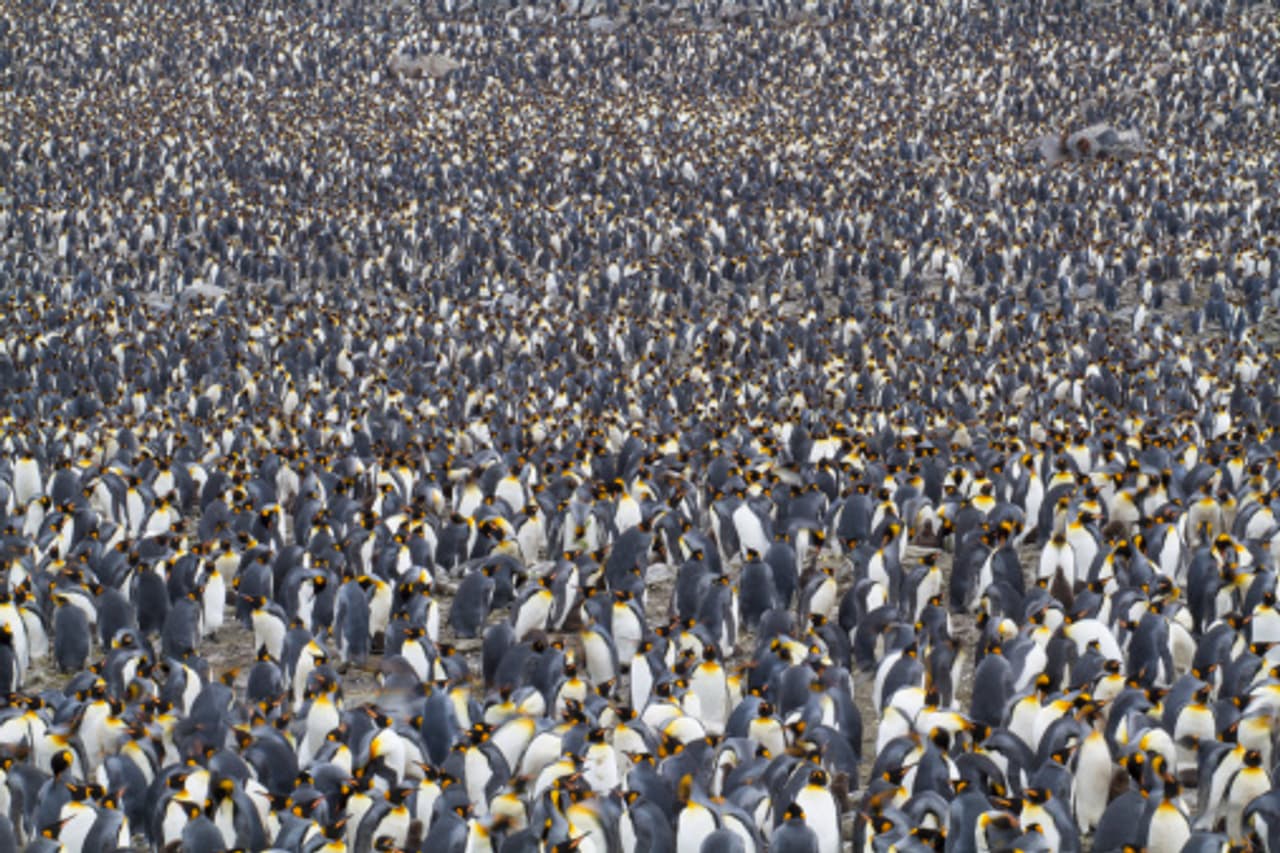 In pics: Beautiful penguin colonies in Antartica In pics: Beautiful penguin colonies in Antartica