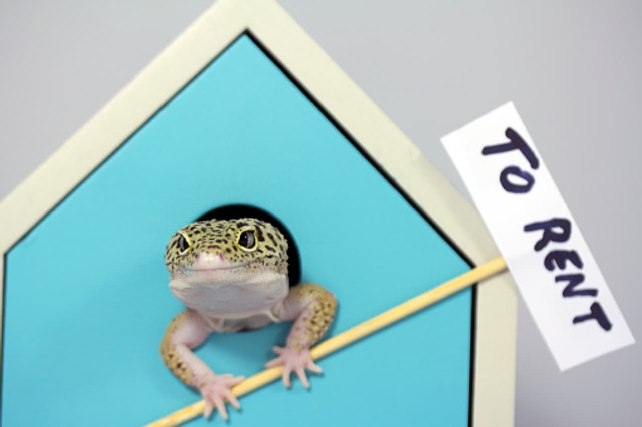 In pics: Adorable lizard photo shoot you must see In pics: Adorable lizard photo shoot you must see