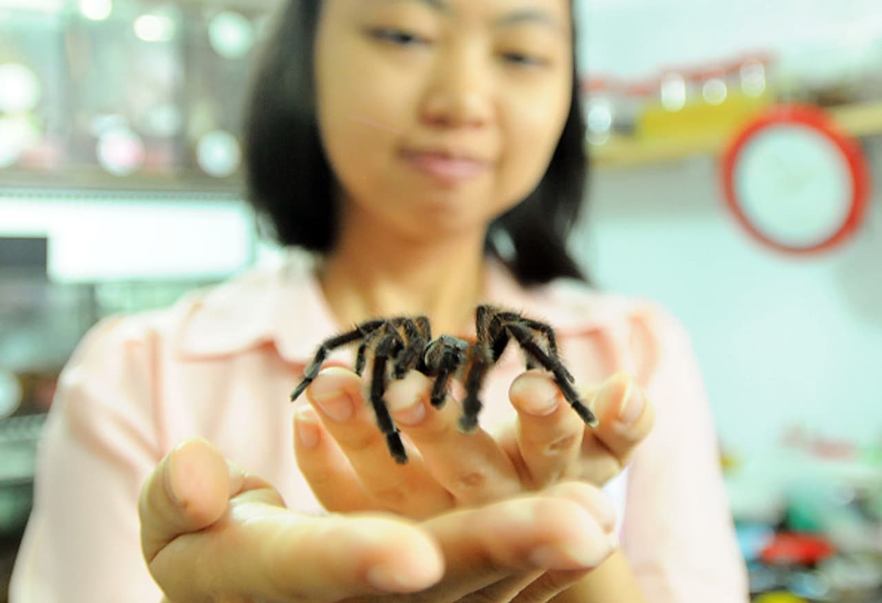 Meet the woman whose 1500 pet tarantulas live with her Meet the woman whose 1500 pet tarantulas live with her