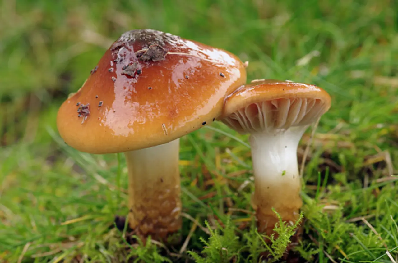 <p>Regular intake of mushrooms has proven to counter the production of cancerous cells preventing it from spreading to other parts of the body. The potassium content in mushrooms, a vital mineral, helps in bringing down elevated blood pressure. It helps in the restoration of normal fluid and proper mineral balance bringing down the risk of a stroke.</p> <p>Regular intake of mushrooms has proven to counter the production of cancerous cells preventing it from spreading to other parts of the body. The potassium content in mushrooms, a vital mineral, helps in bringing down elevated blood pressure. It helps in the restoration of normal fluid and proper mineral balance bringing down the risk of a stroke.</p>