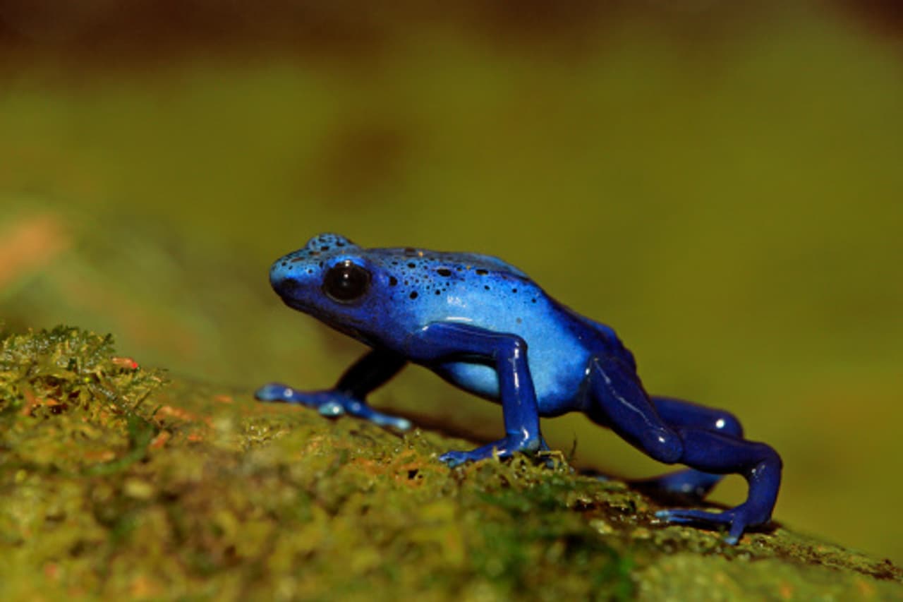 Beware of these 15 most venomous creatures living on earth