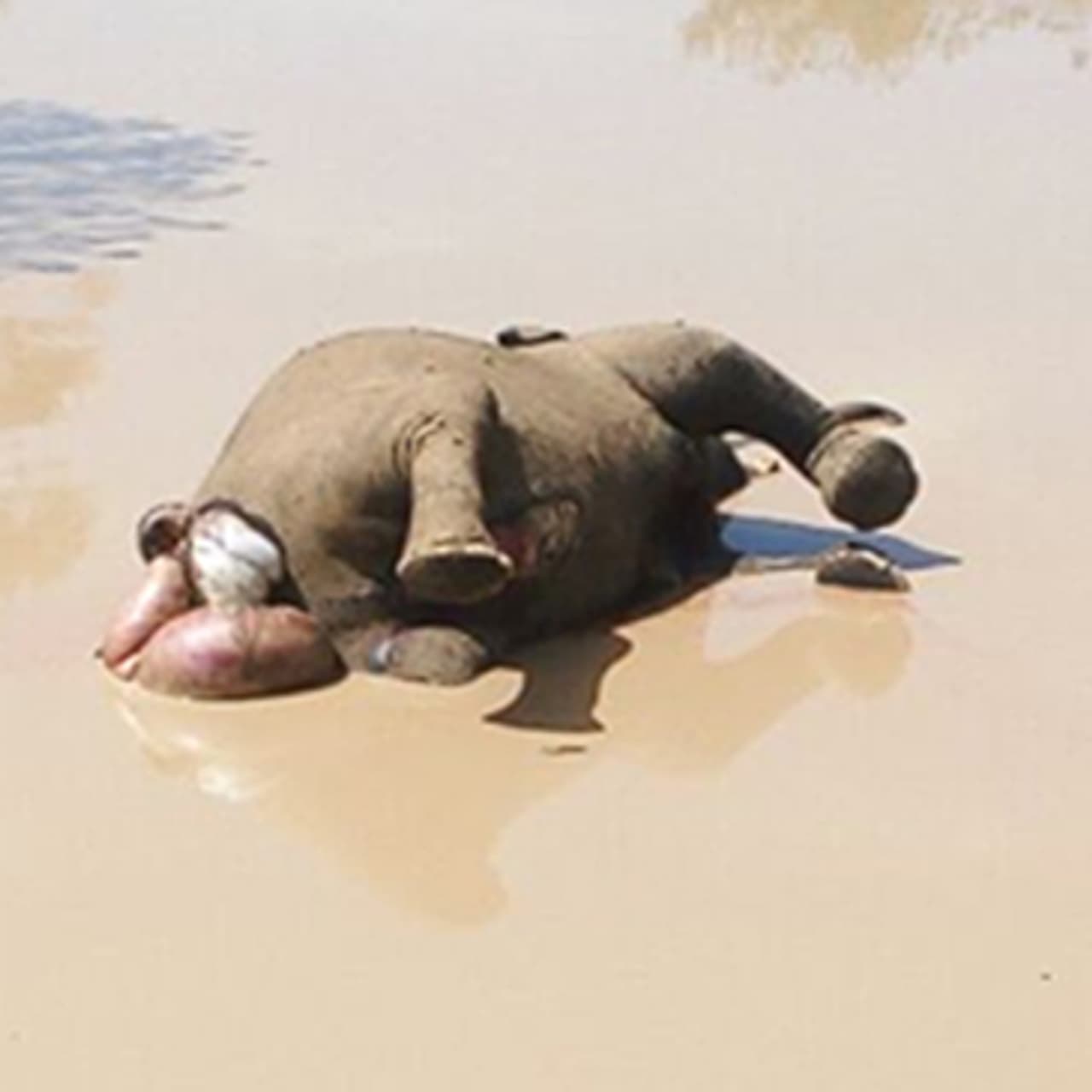 ನೀರು ಕುಡಿಯಲು ಹೋದ ಹೆಣ್ಣಾನೆ ಕೆಸರಲ್ಲಿ ಸಿಲುಕಿ ಸಾವು