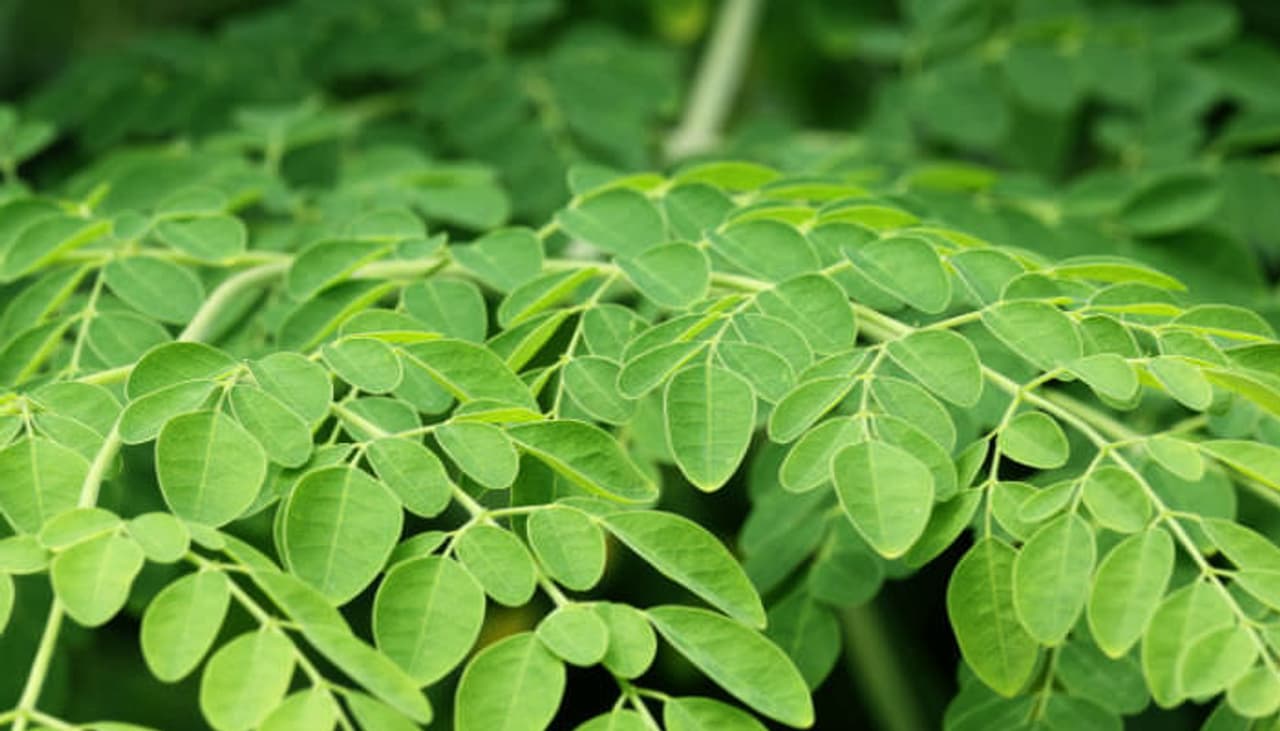 <p style="text align: justify;"><strong>ಪೌಷ್ಟಿಕಾಂಶದ ಆಗರ: </strong>ಪೌಷ್ಟಿಕಾಂಶದ ಮಾರ್ಗಸೂಚಿಗಳ ಪ್ರಕಾರ, 100 ಗ್ರಾಂ ನುಗ್ಗೆ ಎಲೆಗಳಲ್ಲಿ ಈ ಕೆಳಗಿನ ಉಪಯುಕ್ತ ವಿಟಮಿನ್ ಗಳು ಮತ್ತು ಖನಿಜಾಂಶಗಳು ಇವೆ. ವಿಟಮಿನ್ ಎ: 6.78 ಮಿ.ಗ್ರಾಂ, ಥಿಯಾಮಿನ್: 0.06 ಮಿಗ್ರಾಂ, ರೈಬೋಫೆಲಾವಿನ್: 0.05 ಮಿಗ್ರಾಂ, ವಿಟಮಿನ್ ಸಿ: 220 ಮಿ.ಗ್ರಾಂ, ಕ್ಯಾಲ್ಸಿಯಂ: 440 ಮಿ.ಗ್ರಾಂ, ಕ್ಯಾಲೋರಿಗಳು: 92, ಕಾರ್ಬೋಹೈಡ್ರೇಟ್: 12.5, ಕೊಬ್ಬು: 1.70 ಮಿ.ಗ್ರಾಂ, ಫೈಬರ್: 0.90 ಮಿ.ಗ್ರಾಂ, ಕಬ್ಬಿಣ: 0.85 ಮಿ.ಗ್ರಾಂ, ಪ್ರೋಟೀನ್: 6.70 ಗ್ರಾಂ.</p> <p style="text align: justify;"><strong>ಪೌಷ್ಟಿಕಾಂಶದ ಆಗರ: </strong>ಪೌಷ್ಟಿಕಾಂಶದ ಮಾರ್ಗಸೂಚಿಗಳ ಪ್ರಕಾರ, 100 ಗ್ರಾಂ ನುಗ್ಗೆ ಎಲೆಗಳಲ್ಲಿ ಈ ಕೆಳಗಿನ ಉಪಯುಕ್ತ ವಿಟಮಿನ್ ಗಳು ಮತ್ತು ಖನಿಜಾಂಶಗಳು ಇವೆ. ವಿಟಮಿನ್ ಎ: 6.78 ಮಿ.ಗ್ರಾಂ, ಥಿಯಾಮಿನ್: 0.06 ಮಿಗ್ರಾಂ, ರೈಬೋಫೆಲಾವಿನ್: 0.05 ಮಿಗ್ರಾಂ, ವಿಟಮಿನ್ ಸಿ: 220 ಮಿ.ಗ್ರಾಂ, ಕ್ಯಾಲ್ಸಿಯಂ: 440 ಮಿ.ಗ್ರಾಂ, ಕ್ಯಾಲೋರಿಗಳು: 92, ಕಾರ್ಬೋಹೈಡ್ರೇಟ್: 12.5, ಕೊಬ್ಬು: 1.70 ಮಿ.ಗ್ರಾಂ, ಫೈಬರ್: 0.90 ಮಿ.ಗ್ರಾಂ, ಕಬ್ಬಿಣ: 0.85 ಮಿ.ಗ್ರಾಂ, ಪ್ರೋಟೀನ್: 6.70 ಗ್ರಾಂ.</p>