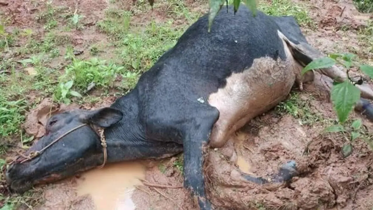 ആ കയറൊന്ന് അഴിച്ചിട്ടിരുന്നെങ്കില്‍, വാതിലൊന്ന് തുറന്നിരുന്നെങ്കില്‍ തങ്ങള്‍ക്ക് ഇത്രയും ദയനീയ കാഴ്ചകള്‍ കാണേണ്ടി വരില്ലായിരുന്നു. കാലമെത്ര കഴിഞ്ഞാലും മറക്കാന്‍ കഴിയില്ല ഇതൊന്നും. ഓമനിച്ച് വളര്‍ത്തിയ, ജീവിതത്തിന് ഒപ്പം നിന്ന മിണ്ടാപ്രാണികളുടെ അവസ്ഥയില്‍ വേദനിക്കുകയാണ് വയനാട്.