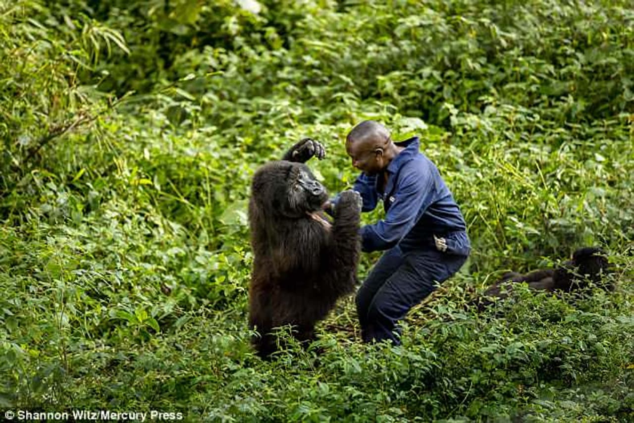 എന്തൊരു സ്നേഹമാണീ ഗൊറില്ലയ്ക്ക് എന്തൊരു സ്നേഹമാണീ ഗൊറില്ലയ്ക്ക്