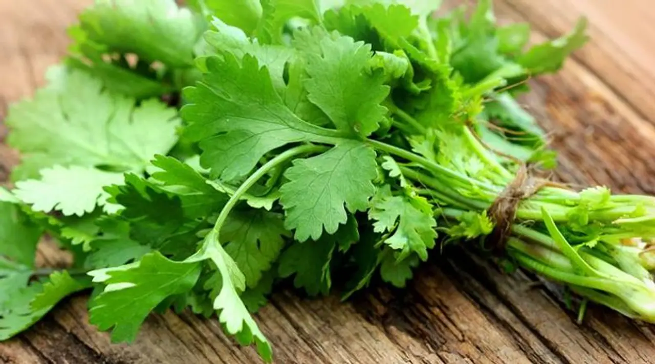 <p>Did you ever think that the green leaves you sprinkle on your biryani as a garnish could be the secret to your glowing skin?</p><p> </p><p> </p> <p>Did you ever think that the green leaves you sprinkle on your biryani as a garnish could be the secret to your glowing skin?</p><p> </p><p> </p>