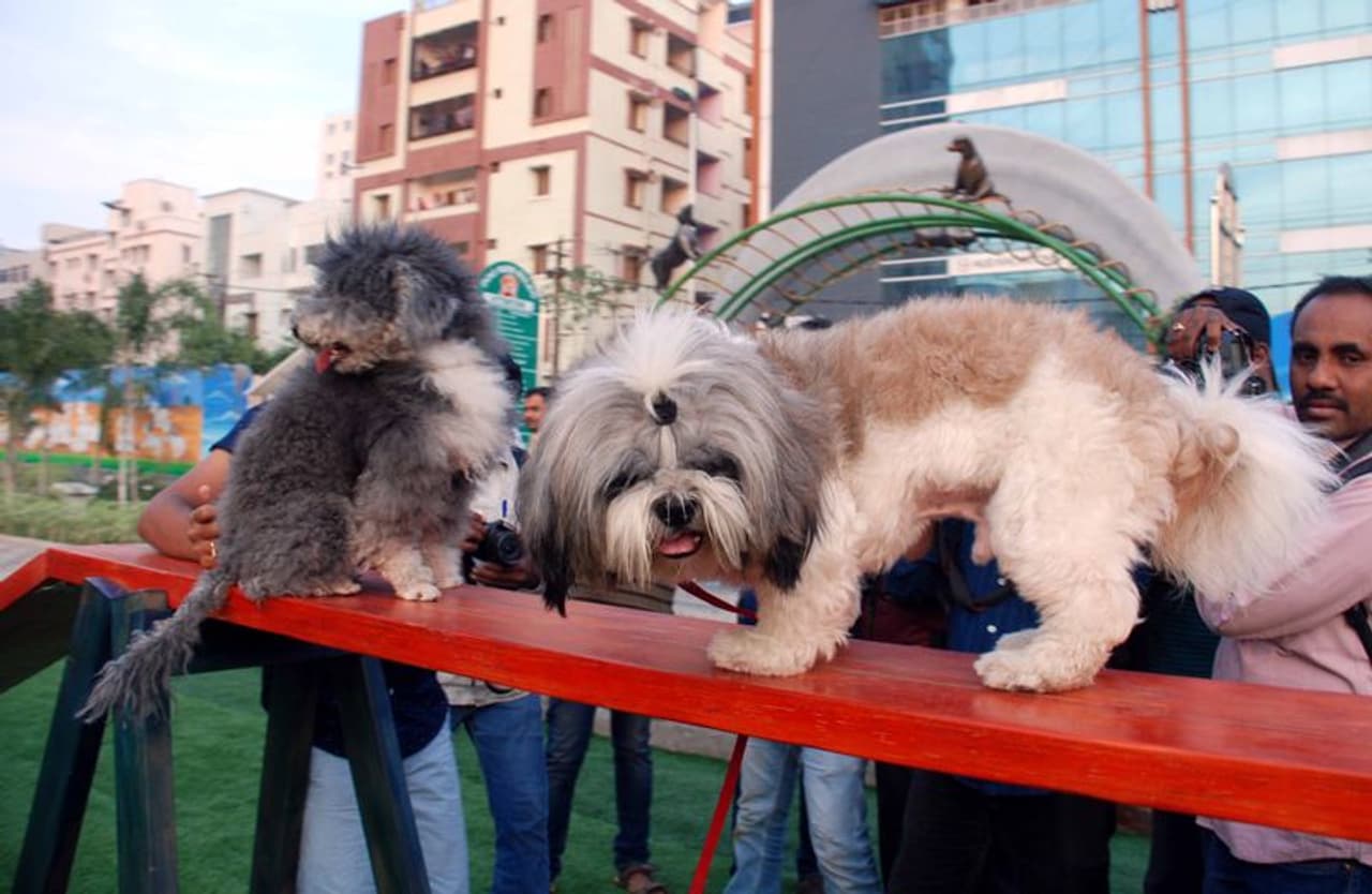 డాగ్ షోను ప్రారంభించిన ఐఎక్స్ఓఆర్ఏ ఎఫ్ఎమ్ డాగ్ షోను ప్రారంభించిన ఐఎక్స్ఓఆర్ఏ ఎఫ్ఎమ్