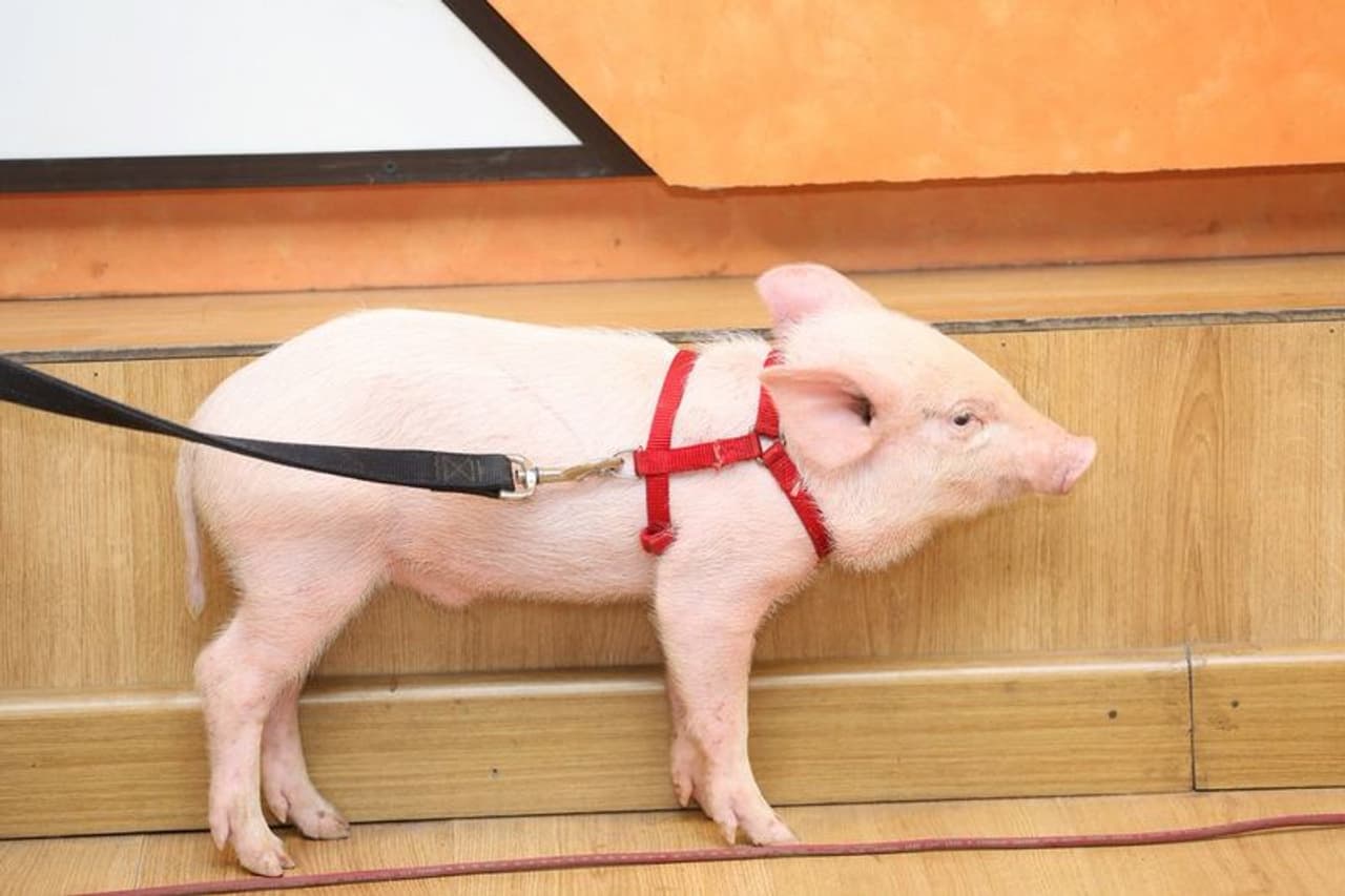 పందిపిల్లతో పాదయాత్ర (ఫోటోలు) పందిపిల్లతో పాదయాత్ర (ఫోటోలు)