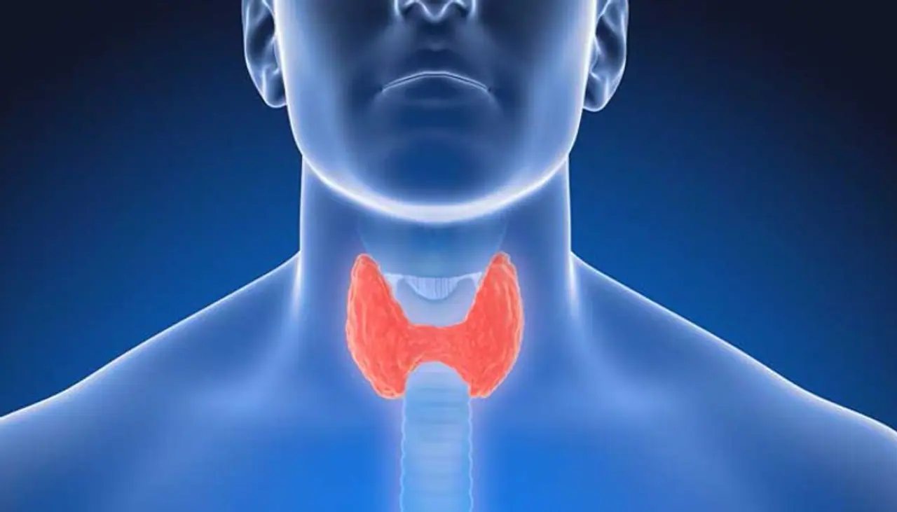 Thyroid: