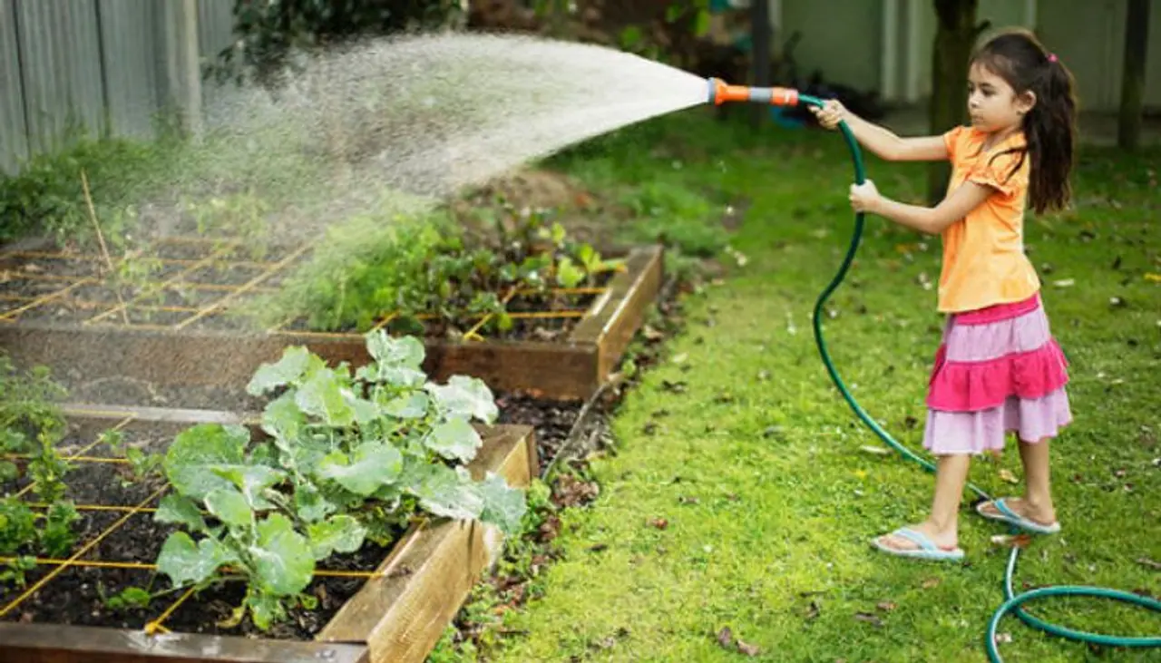 <p><strong>ಅತಿಯಾಗಿ ನೀರುಣಿಸುವಿಕೆ&nbsp;</strong><br />ಬೇರುಗಳಿಗೆ, ಇತರ ಜೀವಿಗಳಂತೆ ಗಾಳಿ ಅಗತ್ಯವಿರುತ್ತದೆ ಮತ್ತು ಅವು ಮಣ್ಣಿನಲ್ಲಿರುವ ಗಾಳಿಯ ಪಾಕೆಟ್‌ಗಳ&nbsp;ಮೂಲಕ ಉಸಿರಾಡುತ್ತವೆ. ಗಾಳಿಯ ಪಾಕೆಟ್ಸ್ ನೀರಿನಿಂದ ತುಂಬಿದ್ದರೆ, ಸಸ್ಯಗಳು ಮುಳುಗಬಹುದು. ಸಸ್ಯಗಳಿಗೆ ನಿಯಮಿತವಾಗಿ ನೀರು ಹಾಕಬೇಕು ಮತ್ತು ಆವರ್ತನವನ್ನು ಕ್ರಮೇಣ ಹೆಚ್ಚಿಸಬೇಕು. ಇದರಿಂದ ಸಸ್ಯಗಳು ಬಲಗೊಳ್ಳುತ್ತವೆ.</p>