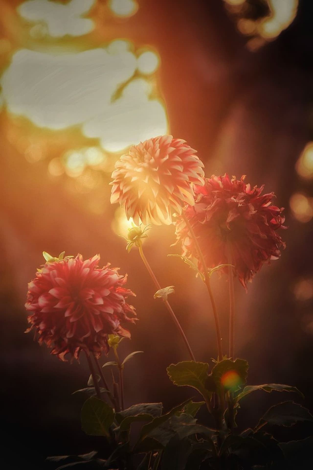 വസന്തോത്സവം 2019 വസന്തോത്സവം 2019