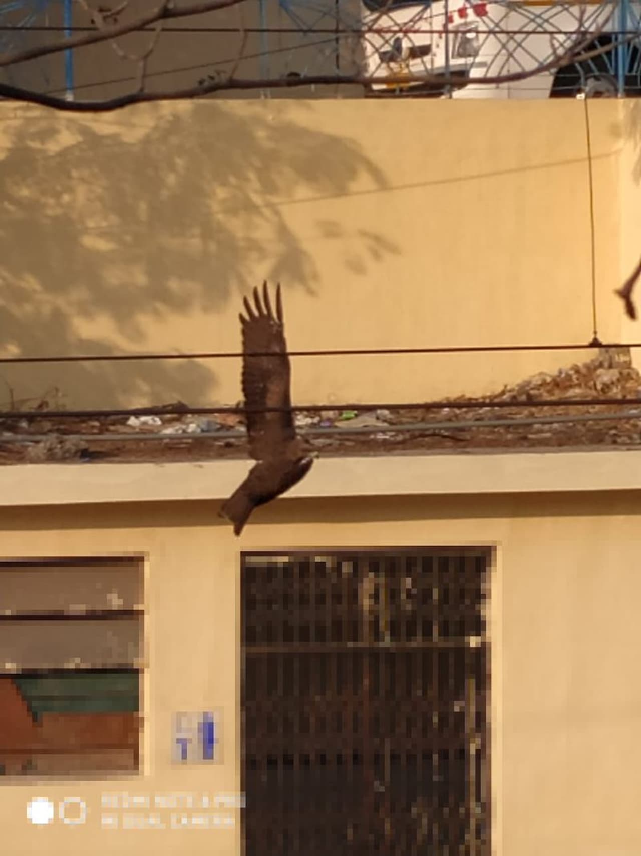 సంక్రాంతి సరదాకు పక్షులు బలి సంక్రాంతి సరదాకు పక్షులు బలి