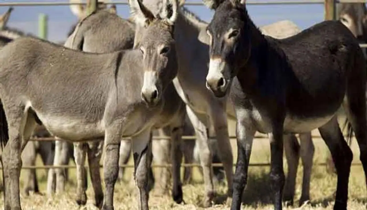 <p>ఆంధ్రప్రదేశ్ లోని కొన్ని జిల్లాల్లో గాడిద మాంసాన్ని ఆహారంగా తీసుకోవడం పెరిగిందని ఓ అధ్యయనంలో షాకింగ్ విషయాలు వెల్లడయ్యాయి. ఆంధ్రప్రదేశ్ లోని పశ్చిమ గోదావరి, క్రిష్ణ, ప్రకాశం, గుంటూరు జిల్లాల్లో ఈ అలవాటు ఎక్కువగా ఉందట.</p> <p>ఆంధ్రప్రదేశ్ లోని కొన్ని జిల్లాల్లో గాడిద మాంసాన్ని ఆహారంగా తీసుకోవడం పెరిగిందని ఓ అధ్యయనంలో షాకింగ్ విషయాలు వెల్లడయ్యాయి. ఆంధ్రప్రదేశ్ లోని పశ్చిమ గోదావరి, క్రిష్ణ, ప్రకాశం, గుంటూరు జిల్లాల్లో ఈ అలవాటు ఎక్కువగా ఉందట.</p>