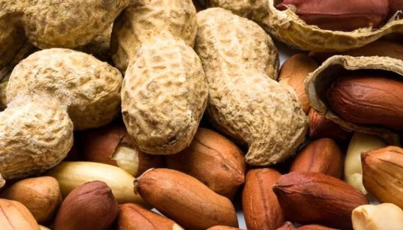 <p style="text align: justify;">ತಜ್ಞರ ಪ್ರಕಾರ, ಚಳಿಗಾಲದ ದಿನಗಳಲ್ಲಿ ವಿಶೇಷ ಕಾಳಜಿ ವಹಿಸಬೇಕಾಗುತ್ತದೆ. ಇದಕ್ಕಾಗಿ ಜನರು ಚಳಿಗಾಲದಲ್ಲಿ ಕಡಲೆಕಾಯಿಯನ್ನು ಸೇವಿಸುತ್ತಾರೆ. ನೆಲಗಡಲೆ ಆಯುರ್ವೇದದಲ್ಲಿ ಉತ್ತಮ ಔಷಧವೆಂದು ಪರಿಗಣಿಸಲಾಗಿದೆ. </p> <p style="text align: justify;">ತಜ್ಞರ ಪ್ರಕಾರ, ಚಳಿಗಾಲದ ದಿನಗಳಲ್ಲಿ ವಿಶೇಷ ಕಾಳಜಿ ವಹಿಸಬೇಕಾಗುತ್ತದೆ. ಇದಕ್ಕಾಗಿ ಜನರು ಚಳಿಗಾಲದಲ್ಲಿ ಕಡಲೆಕಾಯಿಯನ್ನು ಸೇವಿಸುತ್ತಾರೆ. ನೆಲಗಡಲೆ ಆಯುರ್ವೇದದಲ್ಲಿ ಉತ್ತಮ ಔಷಧವೆಂದು ಪರಿಗಣಿಸಲಾಗಿದೆ. </p>