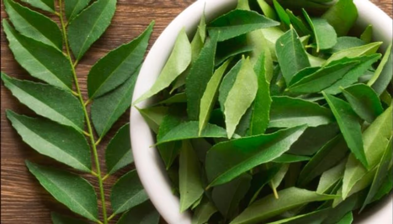 <p>ತೂಕ ಇಳಿಸಲು ಕರಿಬೇವಿನ ಎಲೆಗಳನ್ನು ಬಳಸಬಹುದು. ಅವುಗಳಲ್ಲಿ ವಿಟಮಿನ್ ಎ, ಬಿ, ಸಿ ಮತ್ತು ಬಿ2 ಸಮೃದ್ಧವಾಗಿದೆ. ಕರಿಬೇವಿನ ಎಲೆಗಳು ಕಬ್ಬಿಣ ಮತ್ತು ಕ್ಯಾಲ್ಸಿಯಂನ ಉತ್ತಮ ಮೂಲ.&nbsp;ಈ ಕಾರಣದಿಂದ, ಕರಿಬೇವಿನ ಎಲೆಗಳನ್ನು ಕ್ಯಾಲ್ಸಿಯಂ ಕೊರತೆ ಮತ್ತು ಇತರೆ ಹಲವಾರು ಪರಿಸ್ಥಿತಿಗಳಿಗೆ ಚಿಕಿತ್ಸೆ ನೀಡಲು ಜಾನಪದ ಔಷಧದ ಭಾಗವಾಗಿ ಬಳಸಲಾಗುತ್ತದೆ.</p>