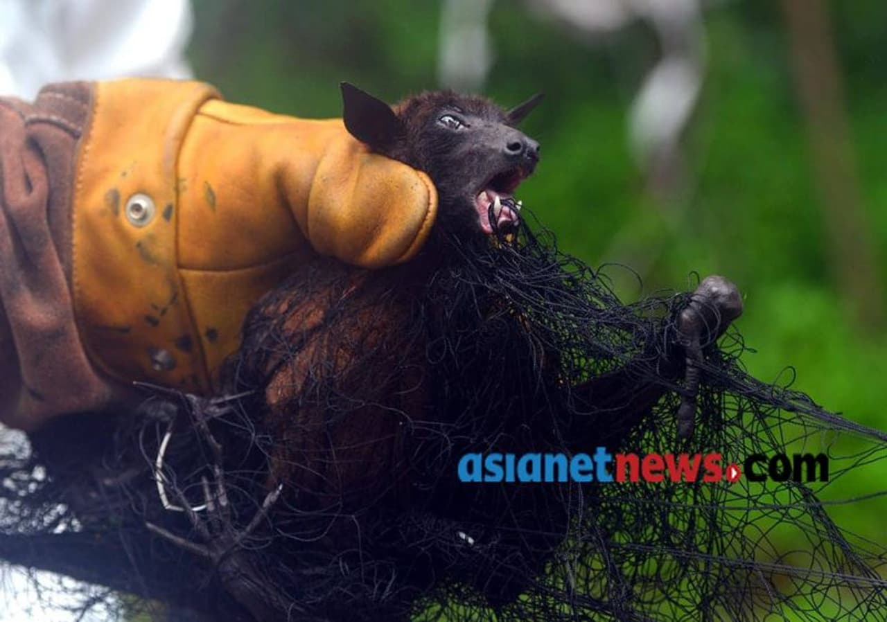 നിപ വൈറസ് ബാധയുടെ ഉറവിടം കണ്ടെത്താന് വവ്വാലുകളുടെ സാംപിള് ശേഖരിക്കുന്നു നിപ വൈറസ് ബാധയുടെ ഉറവിടം കണ്ടെത്താന് വവ്വാലുകളുടെ സാംപിള് ശേഖരിക്കുന്നു