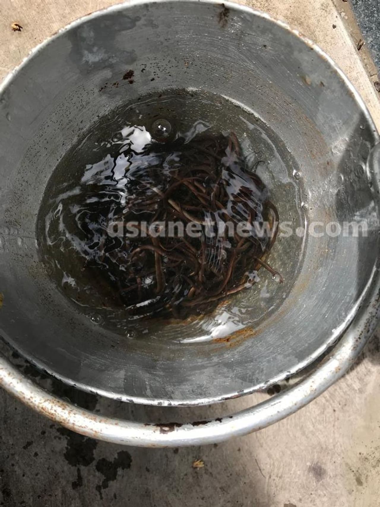 കണ്ണൂർ ചെങ്ങളായിയിലെ ഗോവിന്ദൻ നമ്പ്യാര് സ്വന്തം കിണറ്റില് നിന്ന് പതിവുപോലെ വെള്ളം കോരിയപ്പോള് അതില് നിറയെ പാമ്പിന് കുഞ്ഞുങ്ങള്. നമ്പ്യാരൊന്ന് ഭയന്നു. ഒന്നൂടെ നോക്കി. അല്ല പാമ്പല്ല. പിന്നെന്ത് ? ഒന്നല്ല ഒരുപാടുണ്ട്. കണ്ണൂർ ചെങ്ങളായിയിലെ ഗോവിന്ദൻ നമ്പ്യാര് സ്വന്തം കിണറ്റില് നിന്ന് പതിവുപോലെ വെള്ളം കോരിയപ്പോള് അതില് നിറയെ പാമ്പിന് കുഞ്ഞുങ്ങള്. നമ്പ്യാരൊന്ന് ഭയന്നു. ഒന്നൂടെ നോക്കി. അല്ല പാമ്പല്ല. പിന്നെന്ത് ? ഒന്നല്ല ഒരുപാടുണ്ട്.