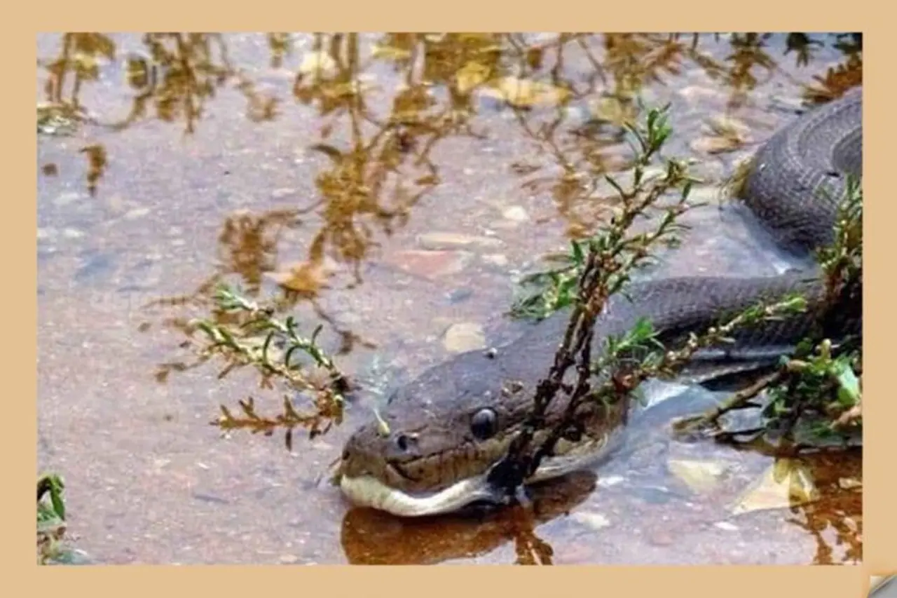 ഓസ്ട്രേലിയയിലെ ക്വീന്സ് ലാന്റിലെ ചതുപ്പ് നിലത്തിലൂടെ നടക്കുകയായിരുന്നു മാര്ട്ടിന് മുള്ളര്. ശബ്ദം കേട്ട് തിരിഞ്ഞു നോക്കിയ മുള്ളറിന് ശ്വാസം പാതി നിലച്ചു. ഓസ്ട്രേലിയയിലെ ക്വീന്സ് ലാന്റിലെ ചതുപ്പ് നിലത്തിലൂടെ നടക്കുകയായിരുന്നു മാര്ട്ടിന് മുള്ളര്. ശബ്ദം കേട്ട് തിരിഞ്ഞു നോക്കിയ മുള്ളറിന് ശ്വാസം പാതി നിലച്ചു.