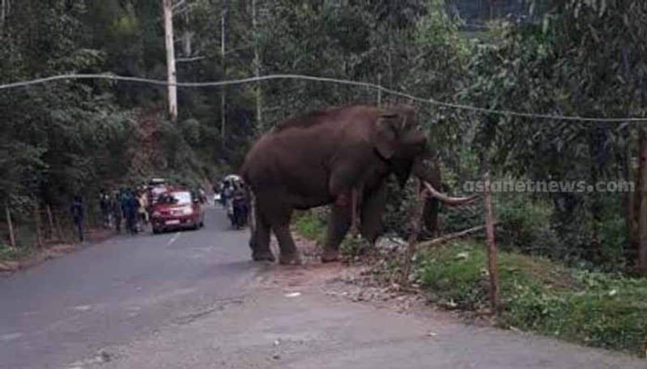 രാജമല വഴി ദേശീയ പാതയിലേക്കിറങ്ങുന്ന കുട്ടിക്കുറുമ്പന് ഇടുക്കിക്കാര്ക്കൊക്കെ കൂട്ടുകാരനായിരുന്നു. അന്നേ അവന് ഒറ്റയാനായിരുന്നെന്ന് നാട്ടുകാര് പറയുന്നു. കാടിറങ്ങിയ ആനക്കുട്ടി പുഴയിലിറങ്ങി കുളിക്കുകയും വഴിയോരത്തെ കടയിലേക്ക് തുമ്പിക്കൈ നീട്ടുകയും ചെയ്തു. കടയിലുളളവര് അവന് ക്യാരറ്റും ചോളവും പാഷന്ഫ്രൂട്ടും നല്കി. രാജമല വഴി ദേശീയ പാതയിലേക്കിറങ്ങുന്ന കുട്ടിക്കുറുമ്പന് ഇടുക്കിക്കാര്ക്കൊക്കെ കൂട്ടുകാരനായിരുന്നു. അന്നേ അവന് ഒറ്റയാനായിരുന്നെന്ന് നാട്ടുകാര് പറയുന്നു. കാടിറങ്ങിയ ആനക്കുട്ടി പുഴയിലിറങ്ങി കുളിക്കുകയും വഴിയോരത്തെ കടയിലേക്ക് തുമ്പിക്കൈ നീട്ടുകയും ചെയ്തു. കടയിലുളളവര് അവന് ക്യാരറ്റും ചോളവും പാഷന്ഫ്രൂട്ടും നല്കി.