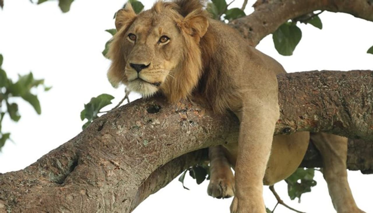 ഉറങ്ങാനും സമ്മതിക്കില്ലേ... (ചിത്രത്തിന് കടപ്പാട് വിന്സ് ബ്രട്ടന്) ഉറങ്ങാനും സമ്മതിക്കില്ലേ... (ചിത്രത്തിന് കടപ്പാട് വിന്സ് ബ്രട്ടന്)